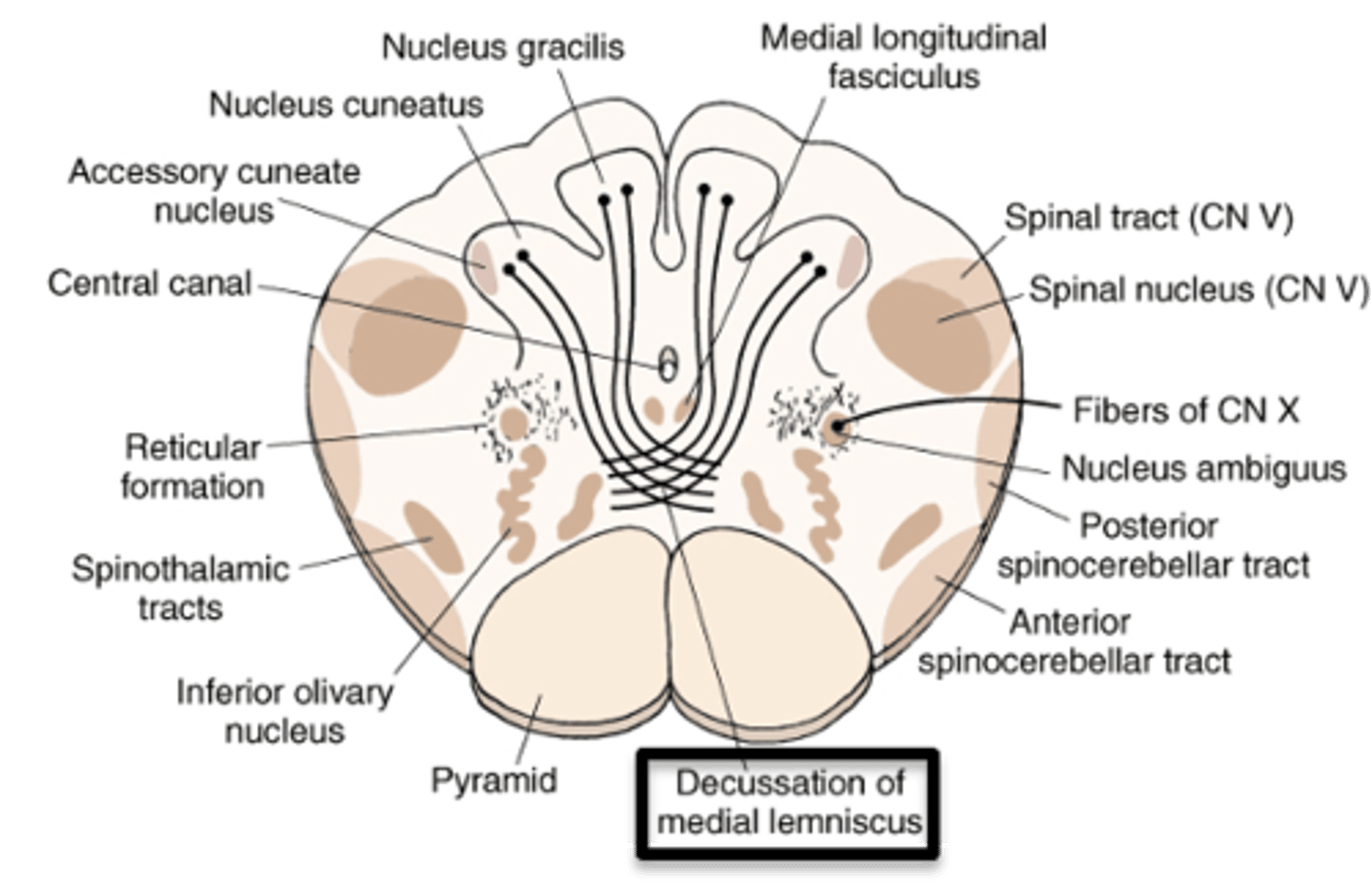 <p>sensory decussation</p>