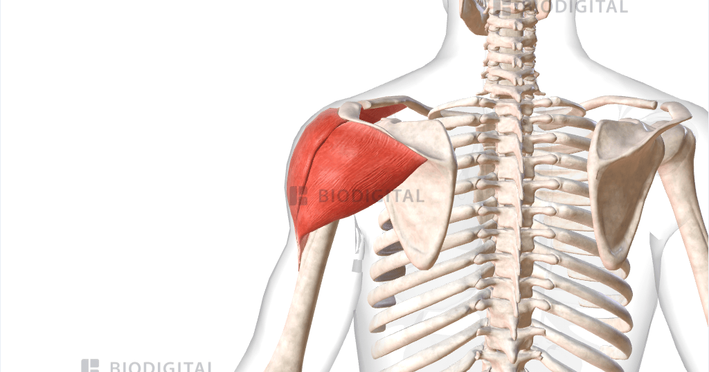 <p>What muscle group is this? </p>