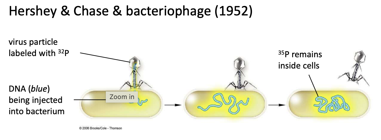 <p><em>Hershey &amp; Chase, using bacteriophages, <u>established that DNA is the genetic material</u></em></p><ul><li><p><strong>Bacteriophages (bacteria-infecting viruses)</strong> have 2 components:</p><ul><li><p>DNA inside</p></li><li><p>Protein coat outside</p></li></ul></li><li><p>They labeled D<strong>NA with 32P (phosphorus) </strong>and <strong>protein coat with 35S (sulfur),</strong> then <u>infected bacteria with bacteriophages</u></p></li><li><p>After infection, they blended and centrifuged mixture to separate viral particles from DNA</p></li><li><p>Results: They found the<strong> 32P (phosphorus) label inside bacterial cell, while 35S (sulfur) stayed outside,</strong> suggesting that DNA is the genetic material</p></li></ul><p></p>
