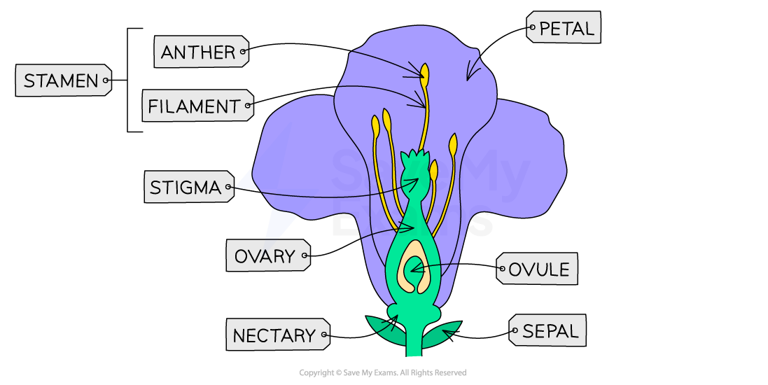 <p>Male parts of flower</p>