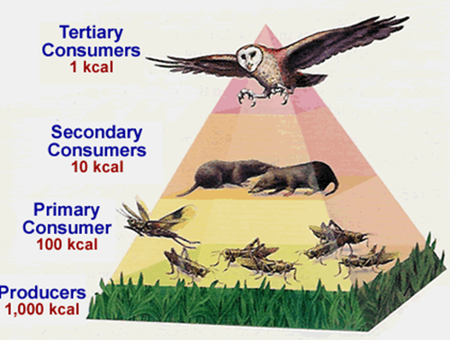 A pyramid that shows the total amount of energy available at each trophic level