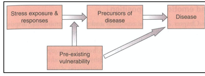 <p>= a model that summarizes how vulnerability  factors interact with stressors to influence whether  someone develops disease or not. It can be seen  that pre-existing vulnerability influences disease  both indirectly and directly</p>