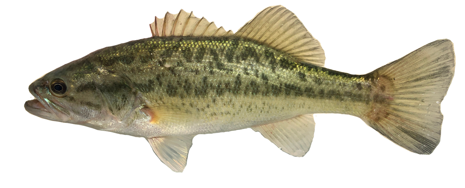 <p><span><span>Centrarchidae;</span></span></p><p><span><span>Largemouth Bass;</span></span></p><p><span><span>Micropterus salmoides</span></span></p>