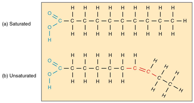 <p>all carbon bonds are singel bonds (more H = stiffer)</p>