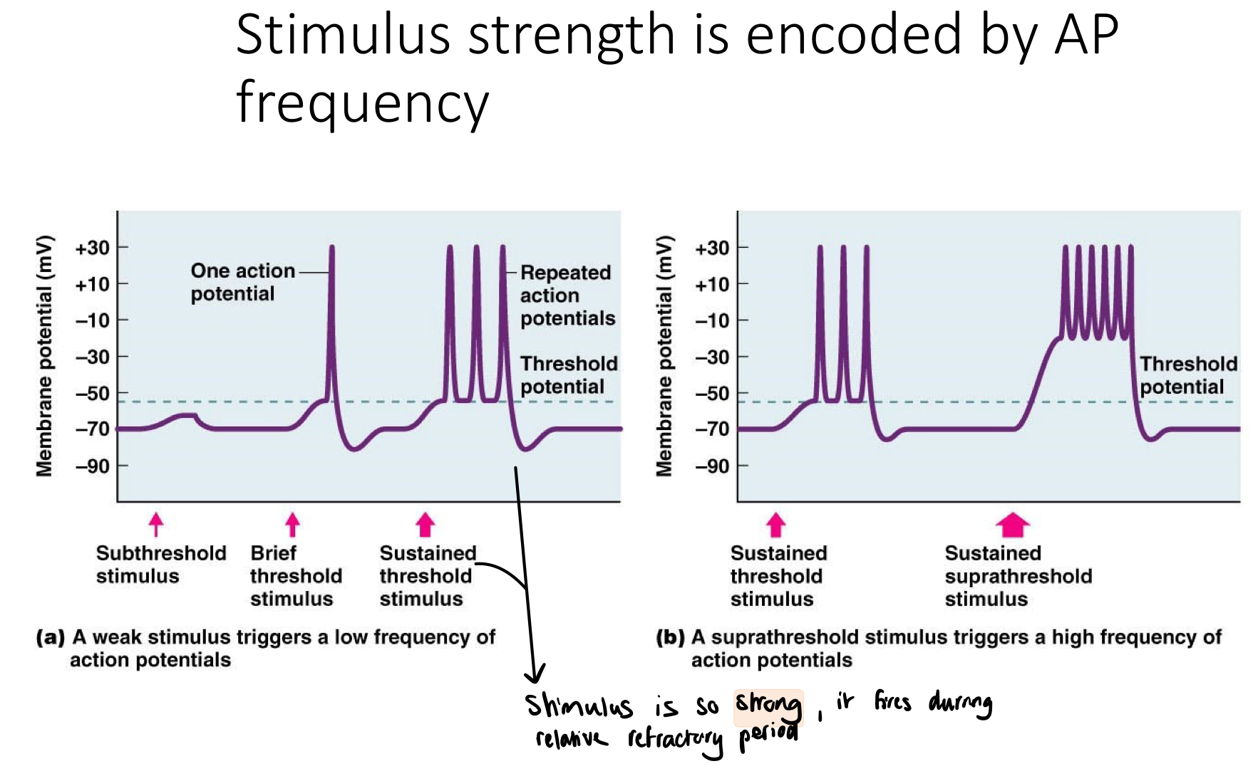 <p>subthreshold stimulus; brief threshold stimulus; sustained threshold stimulus; sustained suprathreshold stimulus</p>