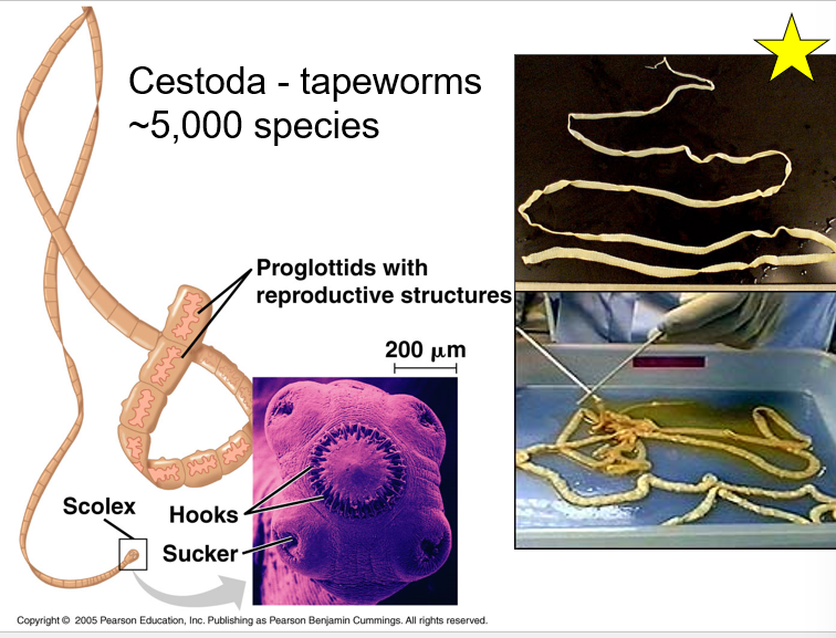 <p>Tapeworms Reproductive structures Hooks and sucker</p>