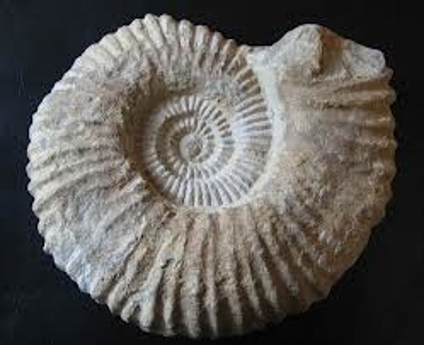 <p>still existing; not exterminated, destroyed, or lost</p>