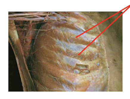 <p>What is this muscle: What is its origin. Where does it inserts. </p>