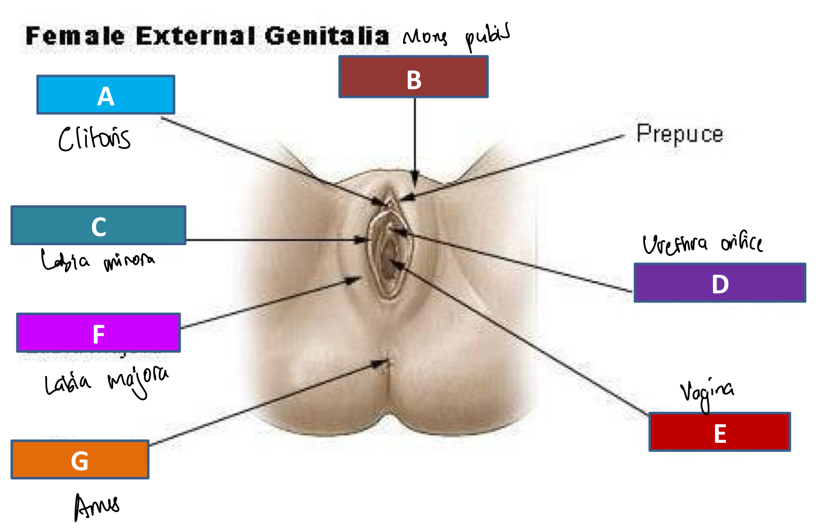 <ul><li><p>Mons pubis</p></li><li><p>Labia majora</p></li><li><p>Labia minora</p></li><li><p>Clitoris</p></li><li><p>Urethral orifice</p></li><li><p>Vaginal opening </p></li><li><p>Perineum</p></li></ul><p></p>