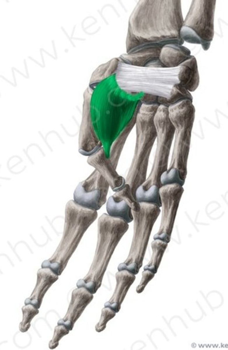 <p>MCP flexiókor</p>