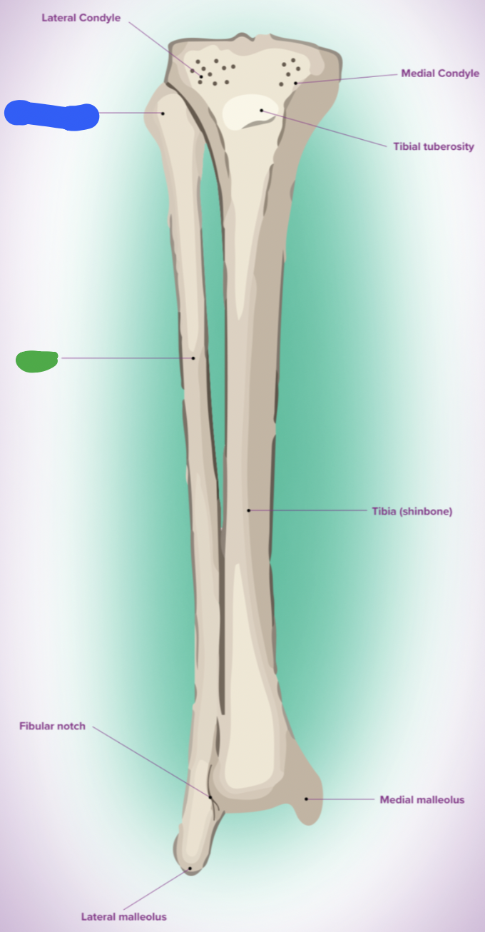 <p>fibula: green </p>