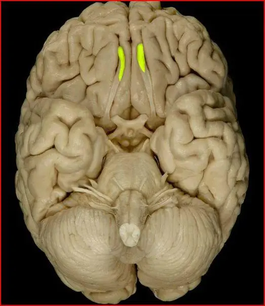 <p>Process sensory information from the nose </p>