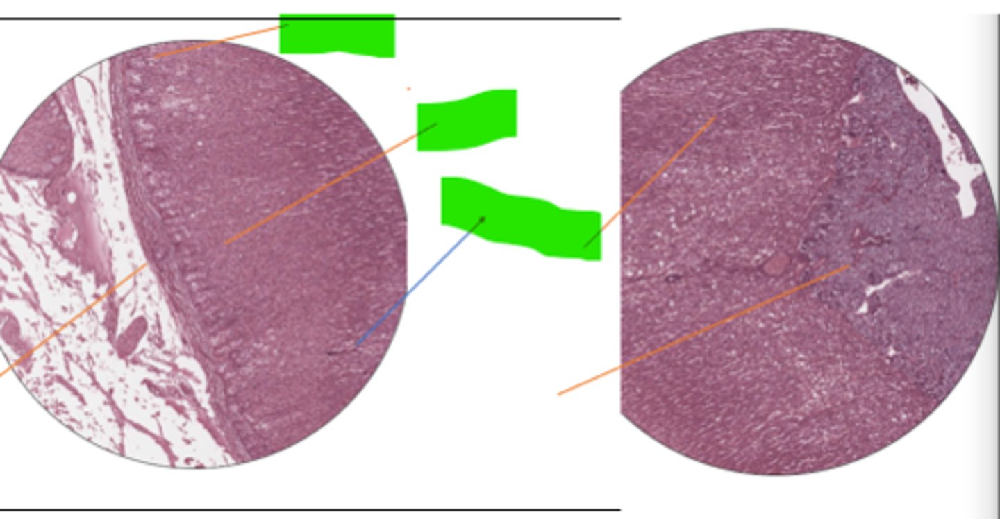<p>these 3 regions make up what part of what organ</p>