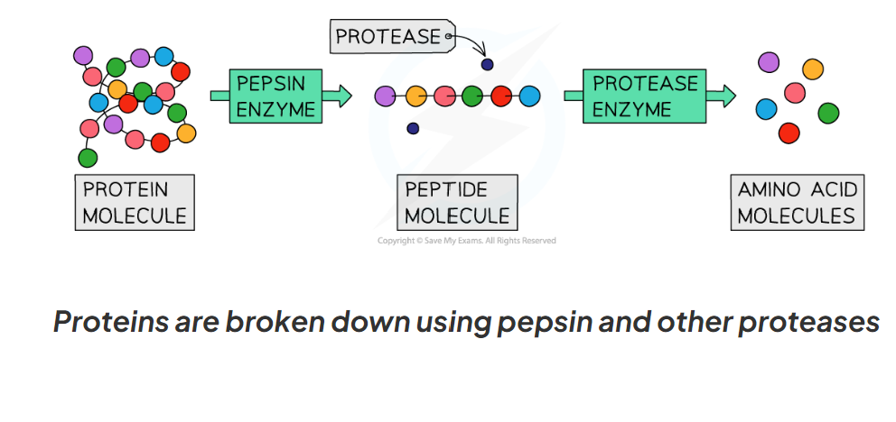 <p>Proteases are a group of enzymes that break down protein into amino acids</p><ul><li><p>Pepsin is an enzymes made in the stomach that breaks down proteins into smaller polypeptide chains</p></li><li><p>Proteases made in the pancreas and small intestine break the polypeptides into amino acids</p></li></ul>