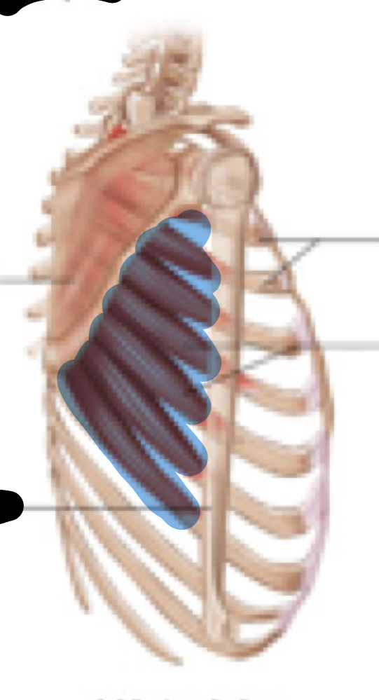 <p>Name, origin, insertion, innervation</p>