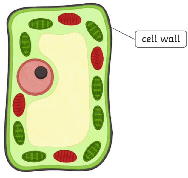 <ul><li><p>Acts as protection and support for a cell’s shape </p></li><li><p>Found in bacteria and some plants</p></li></ul><p></p>