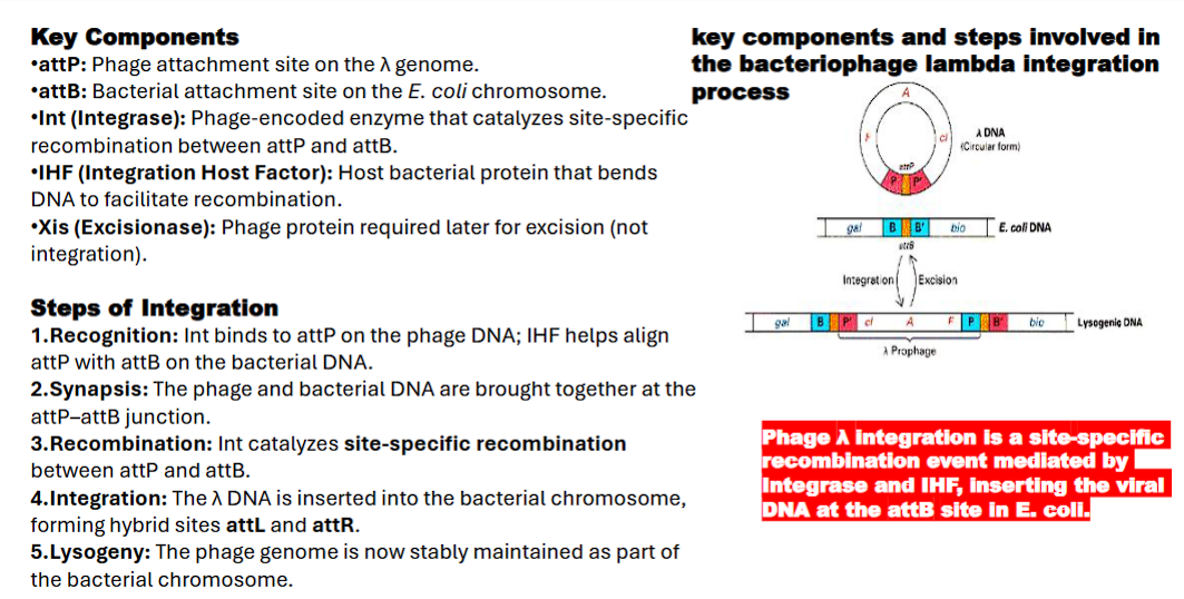 <p>1. Bacteriophage λ Integration into <em>E. coli</em> Genome</p><ul><li><p class="ds-markdown-paragraph"><strong>Goal:</strong> The lambda virus, after infecting the bacterium, needs to become a permanent, passive part of the bacterial chromosome (a "prophage") to lie dormant.</p></li></ul><p class="ds-markdown-paragraph"><strong>attP:</strong> Phage attachment site on the λ genome</p><p class="ds-markdown-paragraph"><strong>attB:</strong> Bacterial attachment site on the E. coli chromosome.</p><p class="ds-markdown-paragraph"><strong>Int (Integrase)</strong>: Phage-encoded enzyme that catalyzes site-specific recombination between attP and attB.</p><p><strong>IHF (Integration Host Factor)</strong>: Host bacterial protein that bends DNA to facilitate recombination.</p><p><strong>Xis (Excisionase)</strong>: Phage protein required later for excision (not integration)</p><p class="ds-markdown-paragraph"><strong>Step 1: Recognition</strong><br>1.<strong> </strong><span><strong>Integrase </strong>and <strong>Integration host factor</strong> proteins bind to the </span><code>attP</code><span> site on the phage DNA. IHF bends the DNA, forming a precise nucleoprotein structure called the </span><strong>intasome</strong><span>. This complex is now "primed" and ready to find the target.</span></p><p class="ds-markdown-paragraph"><strong>Step 2: Synapsis</strong><br><span>The intasome complex searches for and captures the bacterial </span><code>attB</code><span> site. The two DNA molecules are brought together in a specific alignment at the </span><code>attP</code><span>–</span><code>attB</code><span> junction.</span></p><p class="ds-markdown-paragraph"><strong>Step 3: Recombination</strong><br>The Integrase enzyme catalyzes the recombination:</p><ul><li><p class="ds-markdown-paragraph">It makes <strong>staggered cuts</strong> (like an offset pair of scissors) in the <code>attP</code> and <code>attB</code> sequences.</p></li><li><p class="ds-markdown-paragraph">It exchanges the DNA strands between the phage and bacterial chromosomes.</p></li><li><p class="ds-markdown-paragraph">It reseals the breaks by forming new phosphodiester bonds.</p></li></ul><p class="ds-markdown-paragraph"><strong>Step 4: Integration</strong><br>The exchange is complete. The phage DNA is now physically integrated into the bacterial chromosome. The original <code>attP</code> and <code>attB</code> sequences are gone. In their place, two new "hybrid" sites are created:</p><ul><li><p class="ds-markdown-paragraph"><code>attL</code> (Left hybrid site)</p></li><li><p class="ds-markdown-paragraph"><code>attR</code> (Right hybrid site)<br>These new sites are crucial because they are the ones recognized by the Int/Xis complex for excision later.</p></li></ul><p class="ds-markdown-paragraph"><strong>Step 5: Lysogeny</strong><br><span>The phage genome, now called a </span><strong>prophage</strong><span>, is stably maintained as part of the bacterial chromosome. It is replicated passively every time the host cell divides. A single phage repressor protein is produced that keeps the viral genes silent, maintaining this dormant state.</span></p><p></p>