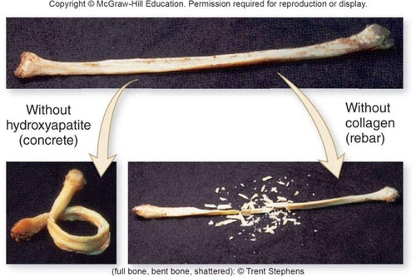 <p>primarily collagen --&gt; flexible strength</p>