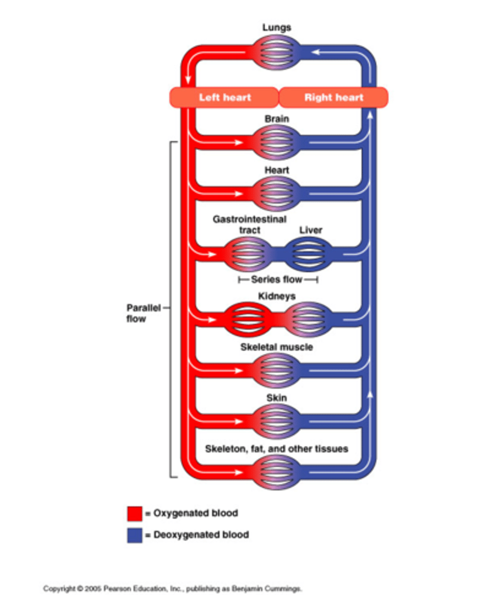 <p>Blood and water flow in the same direction at the gill lamellae, maintaining the concentration gradient for oxygen to diffuse into the blood only up to the point where its concentration in the blood and water is equal</p>