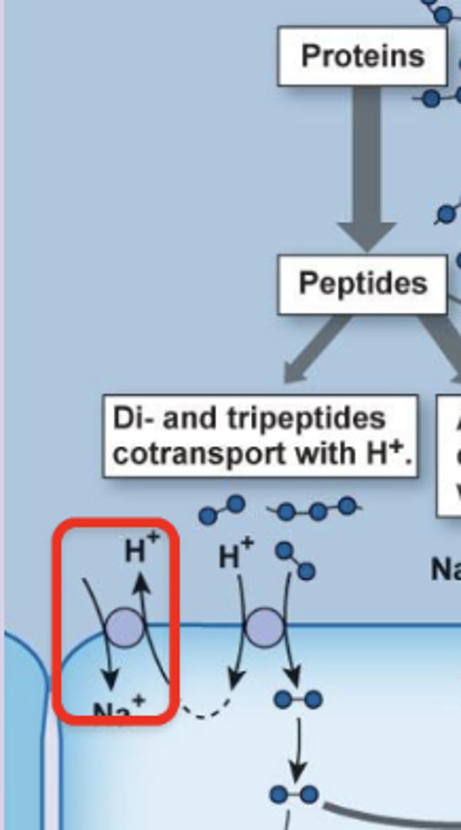 <p>tertiary active transport following H+ gradient (established by H+/Na+ antiporter) that moves dipeptides and tripeptides into gut enterocytes</p>