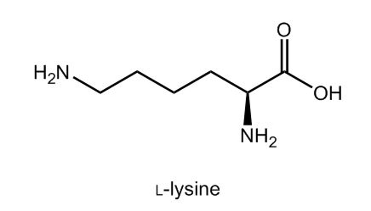 <p>(B) Lysine</p><p>While there are amino acids which do function as neurotransmitters, Lysine is not one of them. Other neurotransmitters are listed as follows:</p><p>- Glutamate</p><p>- GABA</p><p>- Serotonin</p><p>- Histamine</p><p>- Dopamine</p><p>- Epinephrine/ norepinephrine</p><p>- Opioids</p><p>- Acetylcholine</p>
