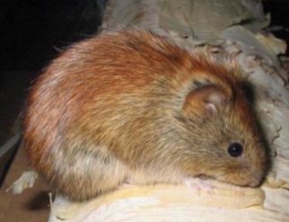 <p>Myodes or Clethrionomys gapperi</p>