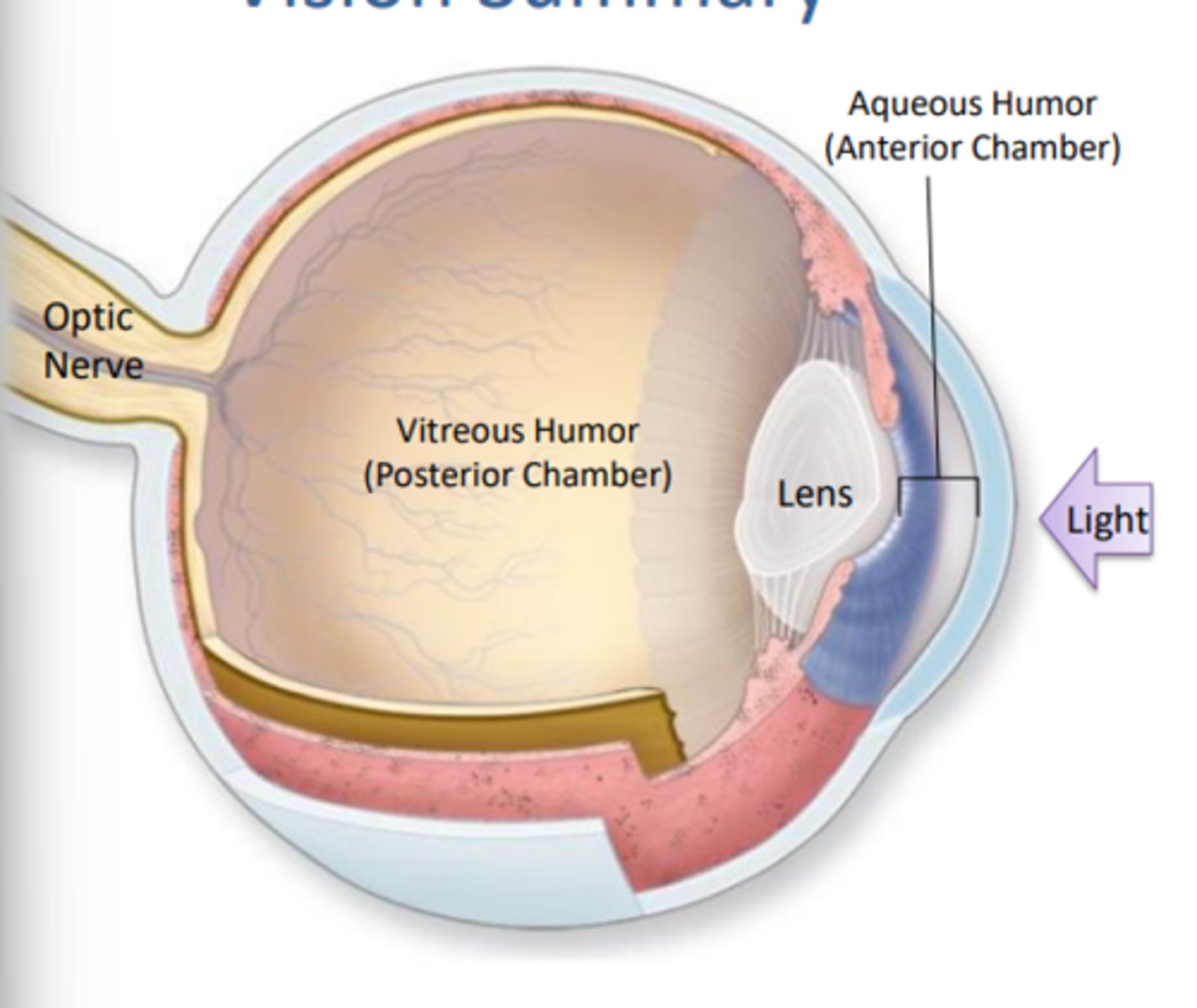 <p>Light rays enter the eye as they pass through the cornea, aqueous humor (anterior chamber) and go through the pupil</p>