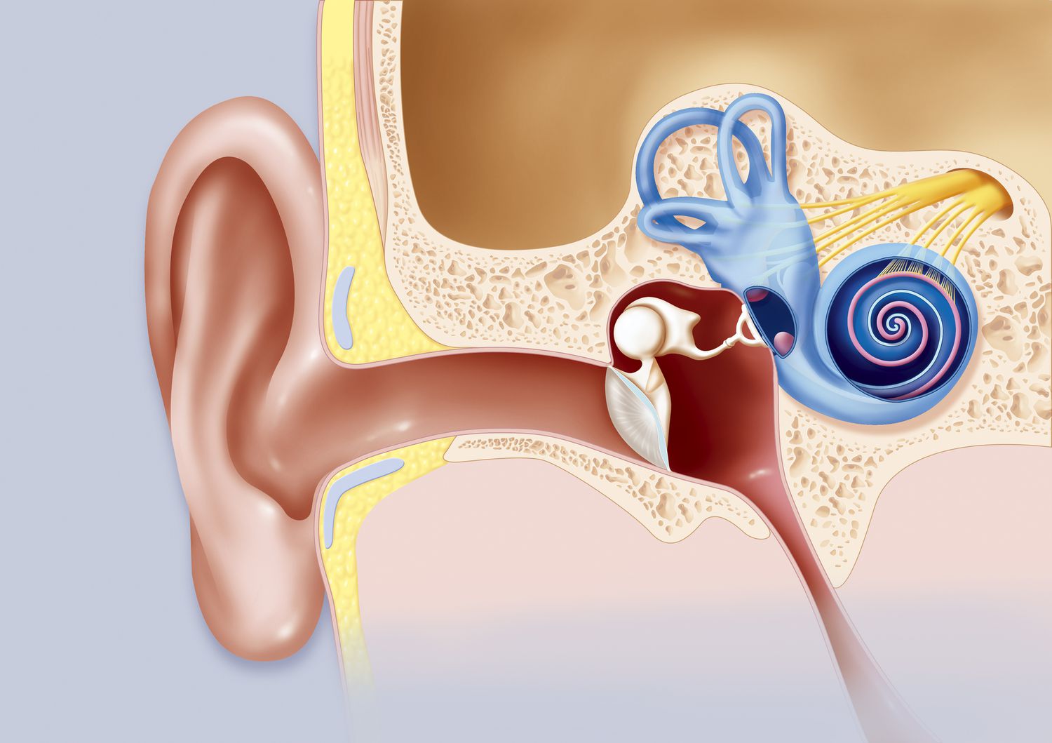 <p><span>What part of the ear helps with hearing?</span></p>