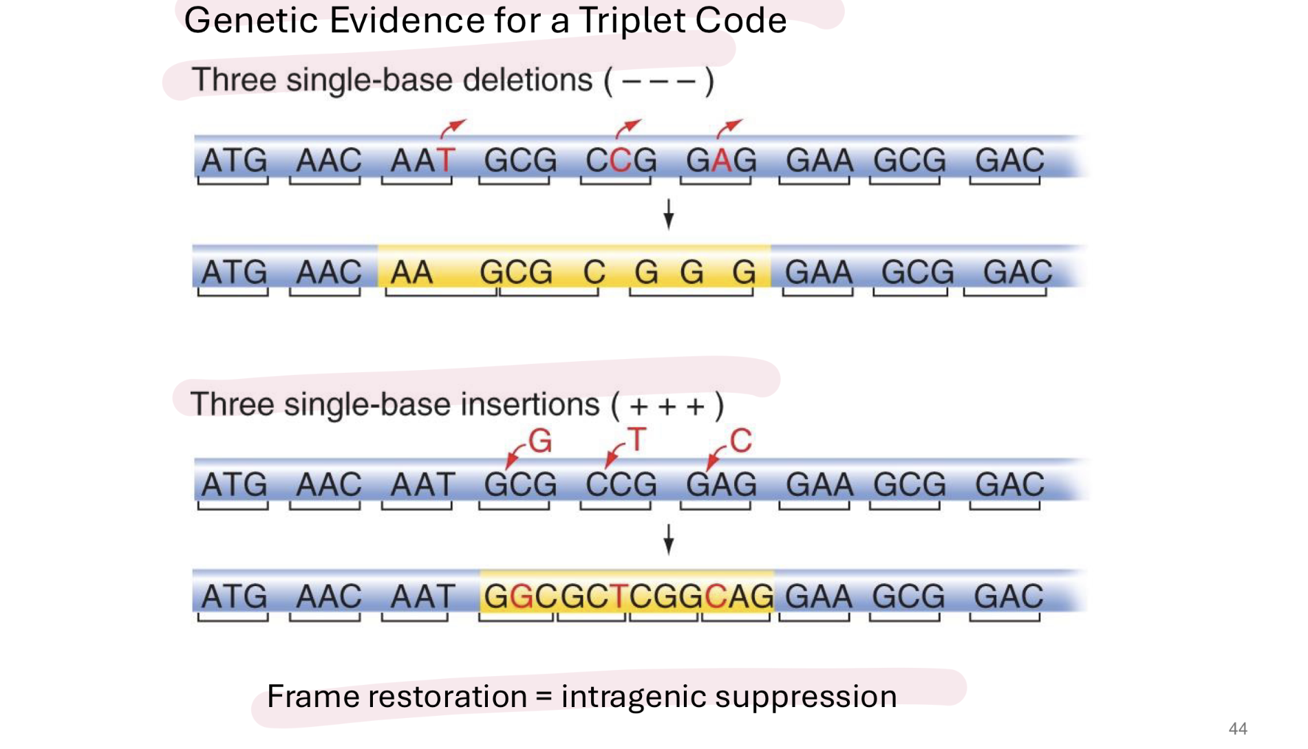 <p>3 single based deletions or 3 single base insertions result in frame restoration → example of intragenic suppression</p>