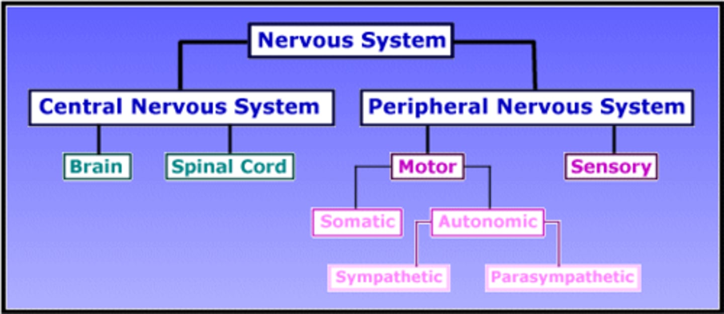 <p>Central nervous system: made up of two organs, spinal cord and brain</p><p>Peripheral nervous system: connected to the limbs, linked with central nervous system</p>
