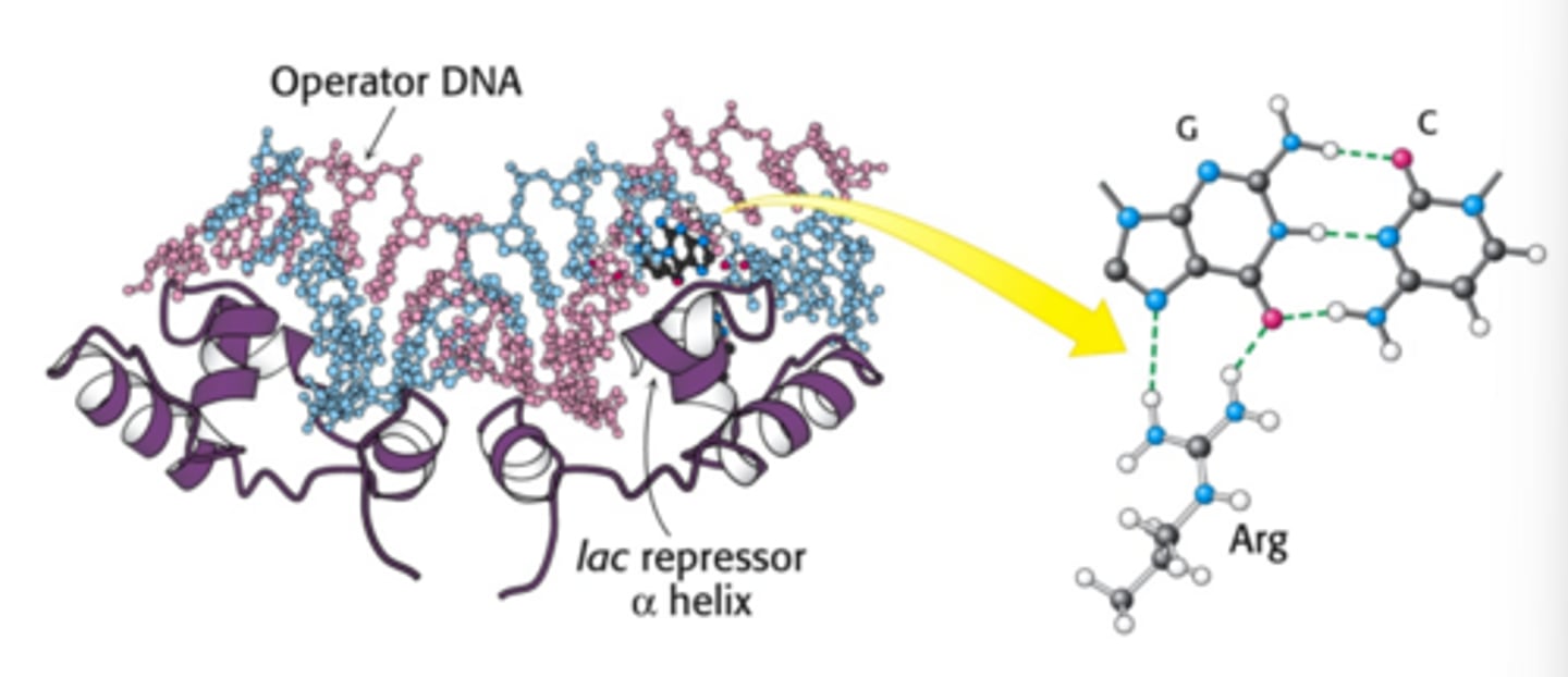 <p>-When lac I binds to lac operator it blocks the transcription by RNA polymerase</p><p>-Promoter is located upstream, then the operator in the middle, then the gene, so when lac I is bound, the RNA polymerase is blocked from transcribing the gene</p>