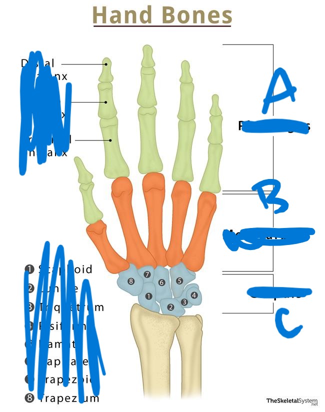 <p>C</p>