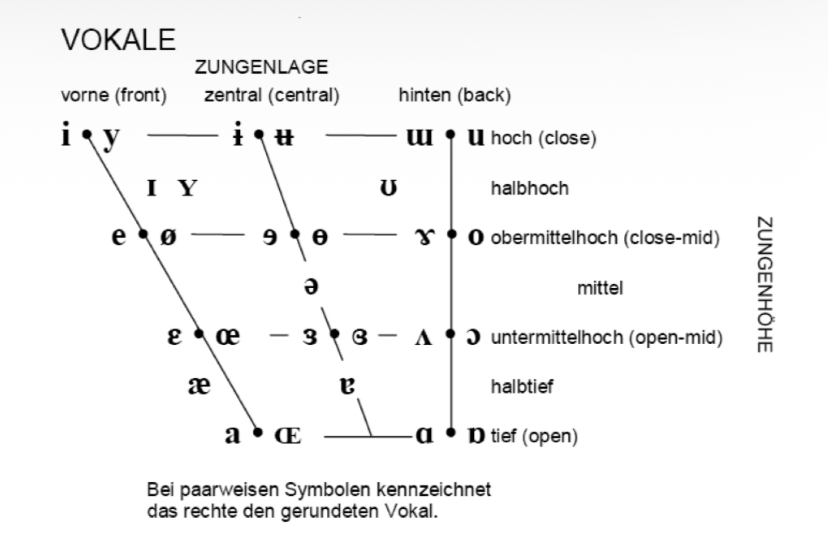 <p><span>Vokaltrapez</span></p>