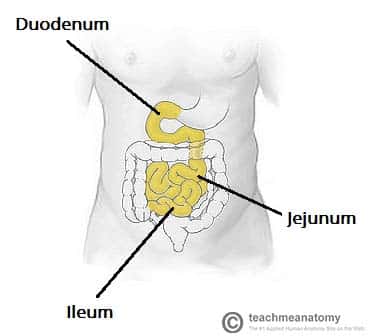 <p>the middle part of the small intestine, it digests carbs, proteins, and fats. It also absorbs all nutrients. </p>
