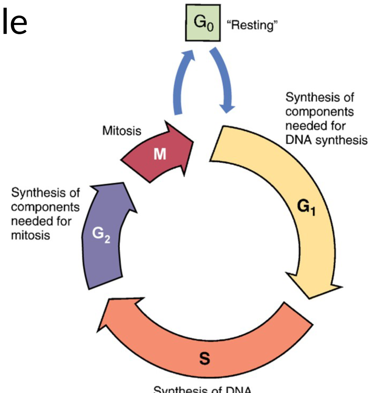 <p><span>cycle-</span><br><span>– </span><span>G0: the resting and repairing phase</span><br>– <span>G1: cell is preparing for DNA synthesis</span><br>– <span>S: DNA synthesis</span><br>– <span>G2: cell is preparing for mitosis</span><br>– <span>M: mitosis</span></p>