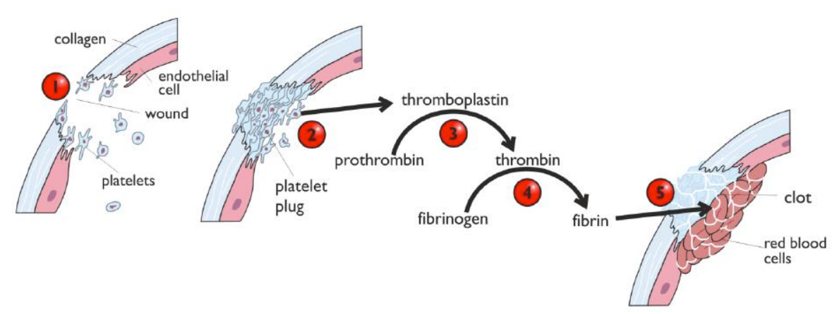 <ol><li><p>Damage to tissue exposes platelets to collagen</p></li><li><p>Platelets rush to damaged area &amp; form platelet plug (serotonin also released → causes smooth muscle of blood vessel to contract)</p></li><li><p>Platelet plug triggers release of thromboplastin, which catalyses the conversion of prothrombin to thrombin</p></li><li><p>Thrombin catalyses the conversion of fibrinogen (soluble) to fibrin (insoluble)</p></li><li><p>Fibrin fibres form a mesh net that traps erythrocytes &amp; more thrombocytes, resulting in a clot</p></li></ol><p></p>