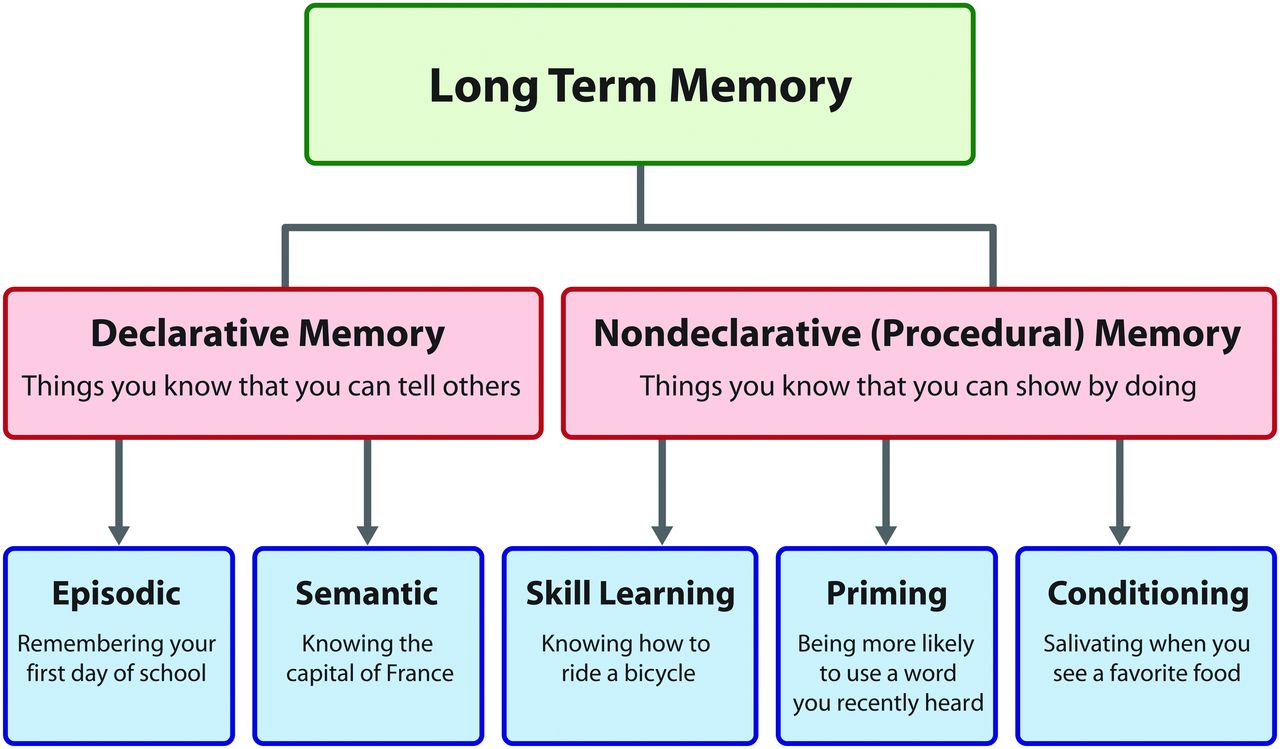 <ul><li><p>implicit and unconscious</p></li><li><p>procedural: skills, habits, behaviors</p></li><li><p>basal ganglia and cerebellum (motor)</p></li></ul><p></p>