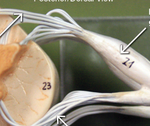 <p>right arrow </p>