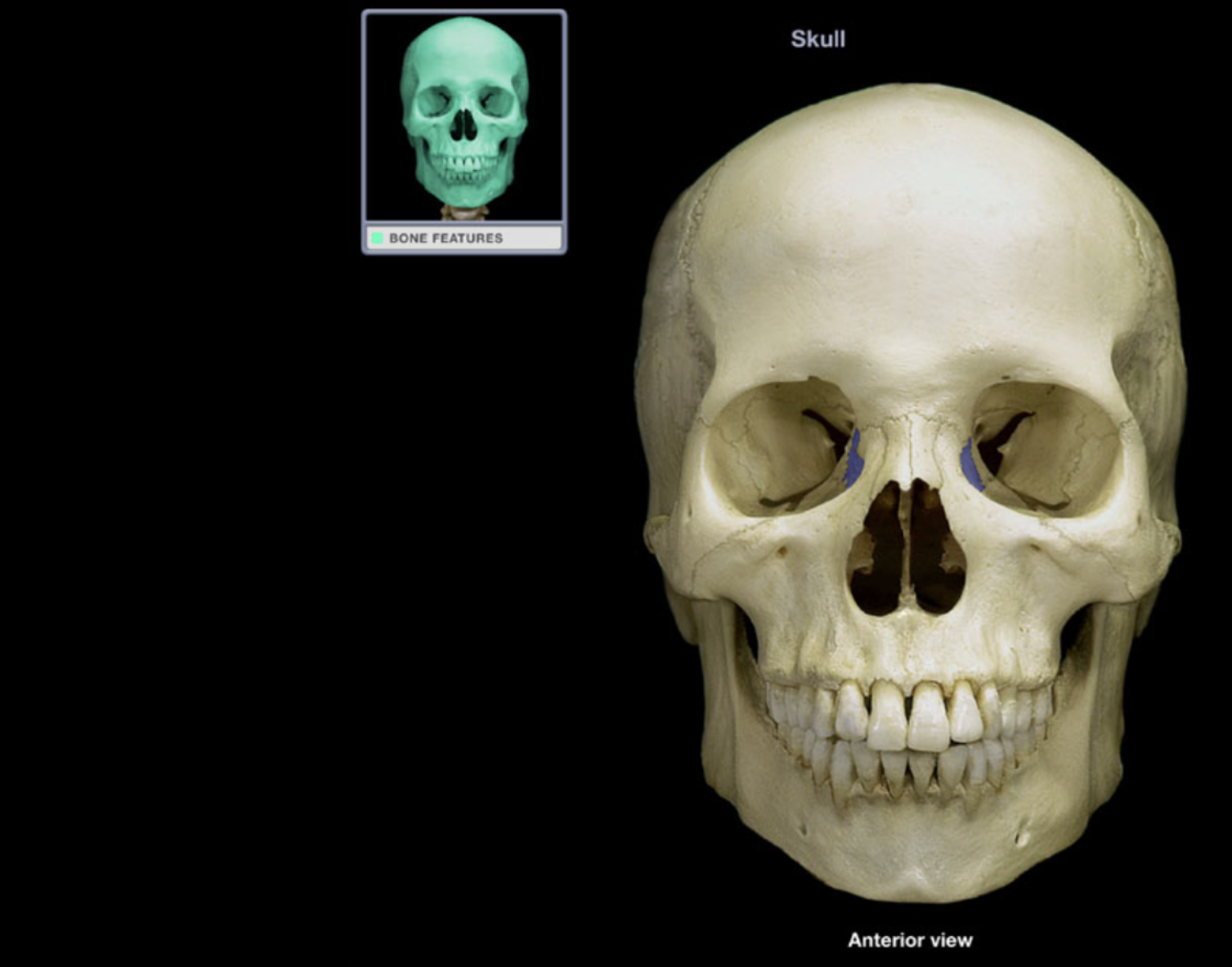 <p>Lacrimal bone</p>