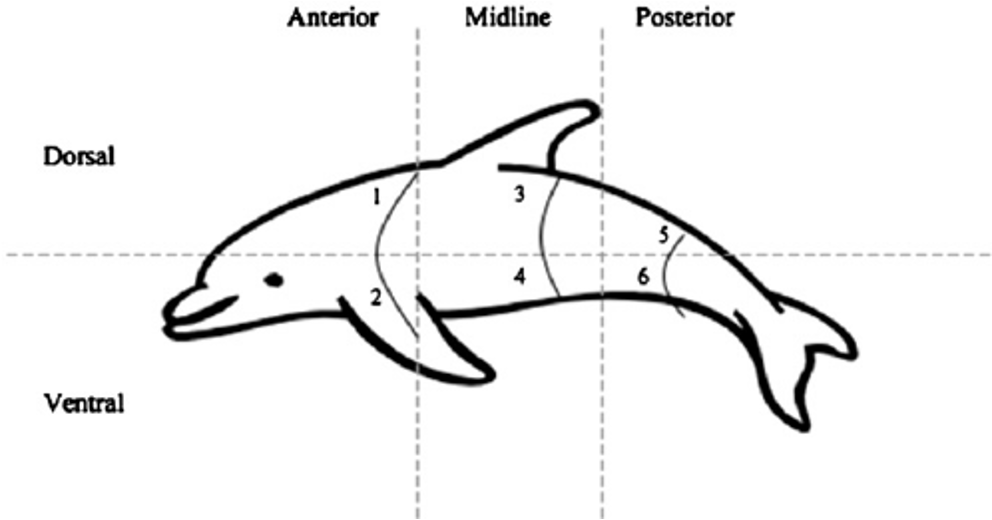 <p>animals with bilateral symmetry </p>