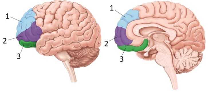 <p>Portion #3 of the prefrontal cortices</p>