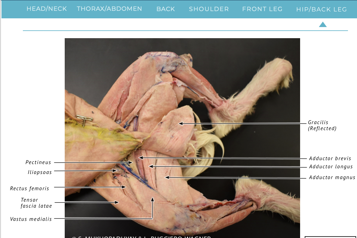 <p><span><span>hip </span></span><strong>adduction</strong></p>