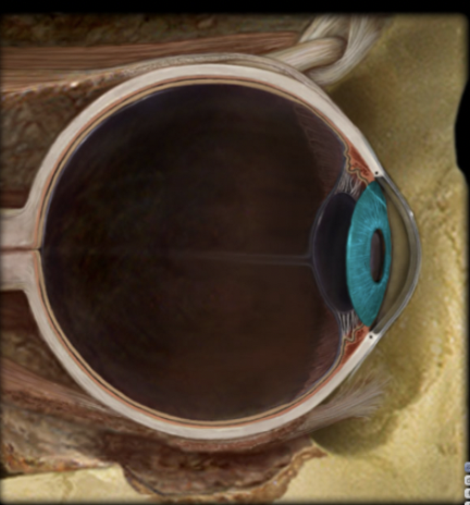 <p>name the part and layer of the eye</p>