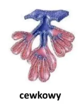 <p>Rozgałęziony układ cewkowy z wieloma odcinkami wydzielniczymi i przewodami</p>