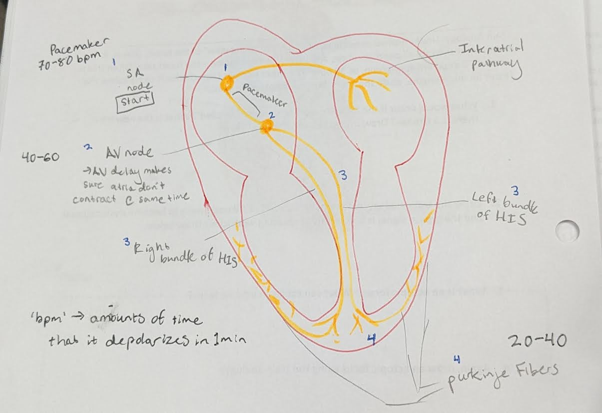<p>SA = 70 → pacemaker. whole (healthy) heart goes 70 since it’s the ‘start’ node.</p><p>AV = 50</p><p>HIS/Purkinje = 30</p>