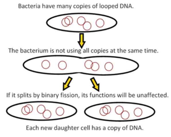 The process where prokaryotic cells divide their genetic material 