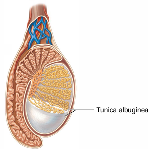 <p>The tunica albuginea is an inner ______ CT capsule</p>