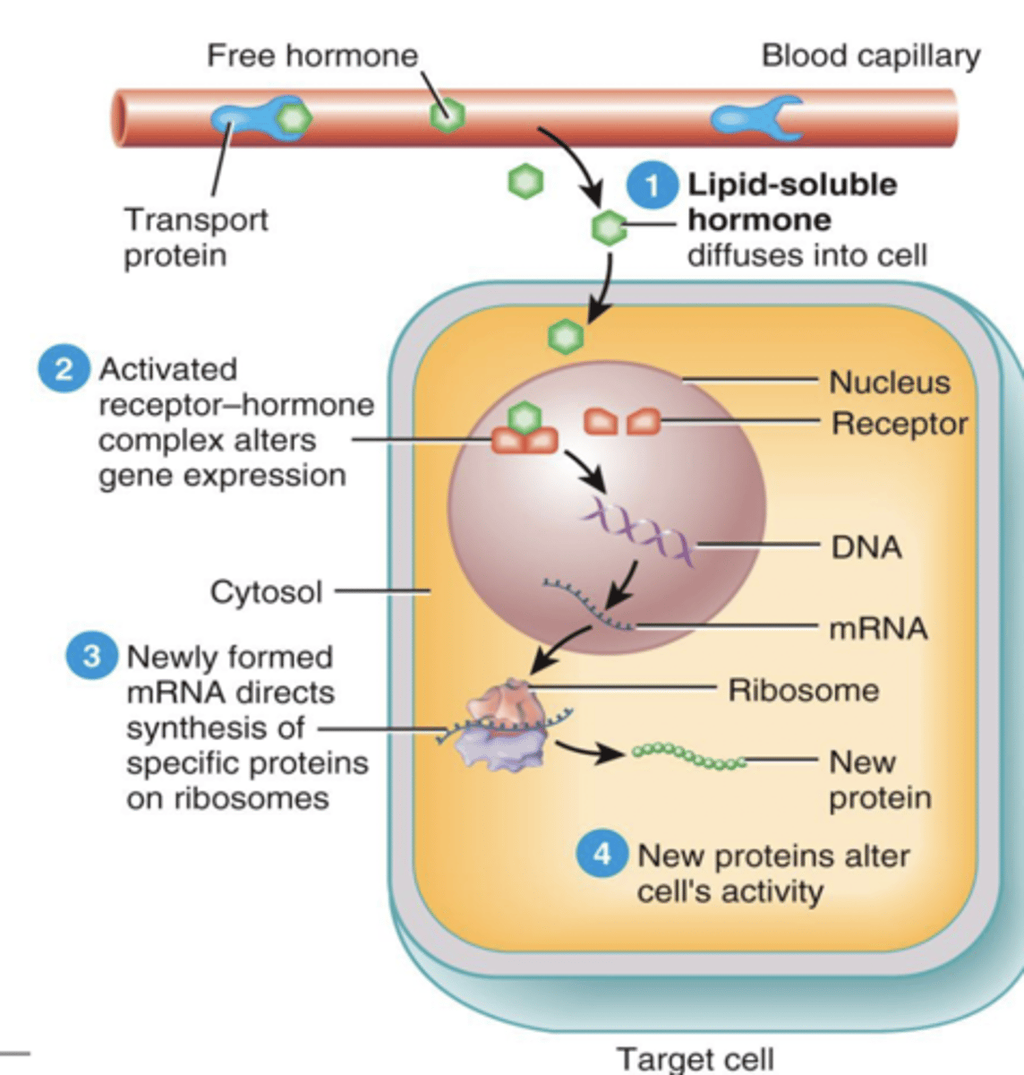 <p>receptors within target cells</p>