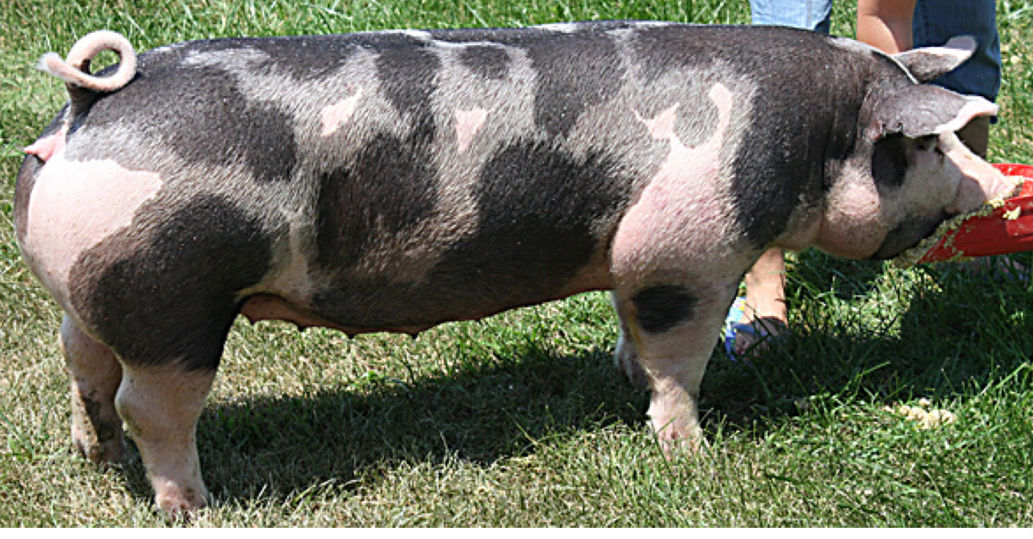 <p>What breed ?</p>