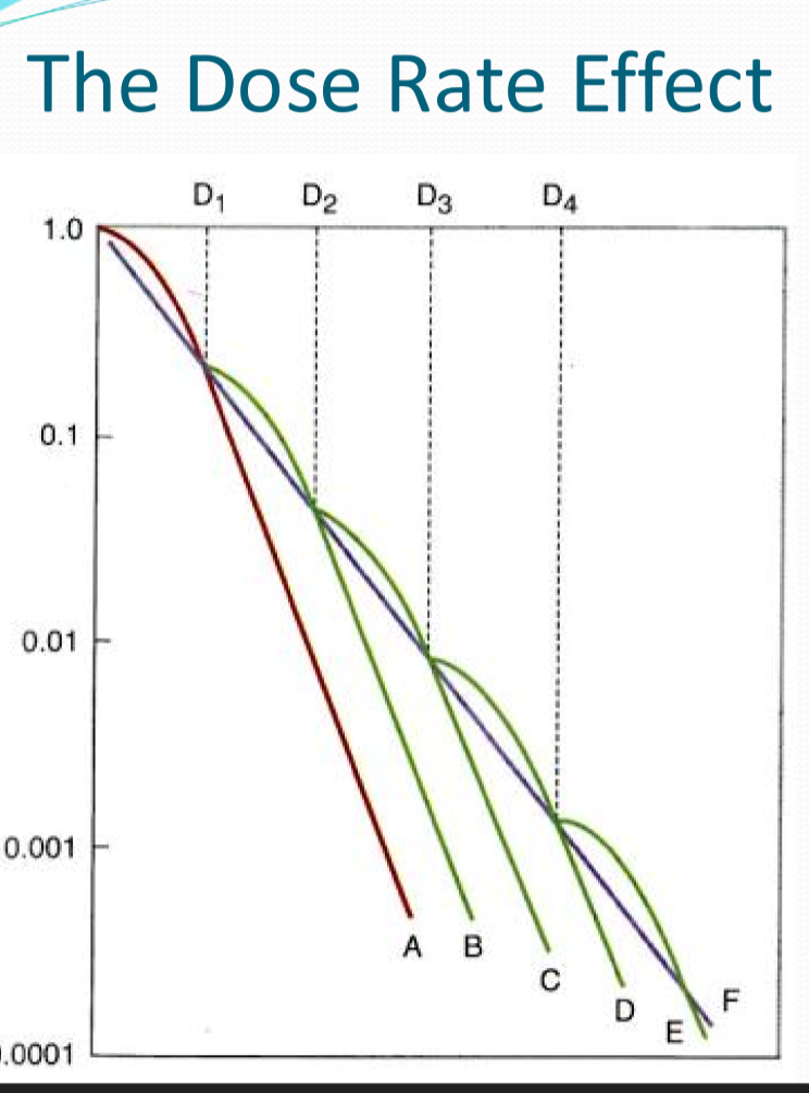<p>what happens with continous low dose irradiation?</p>